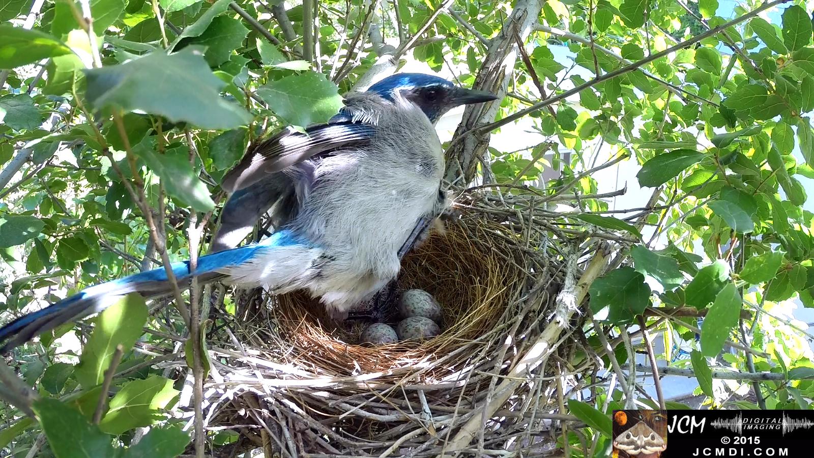 Scrub jay female stands and leaves nest santa clarita jcmdi.com